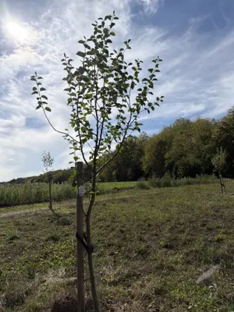 Foto treephoto-vswp3ytojzp58prh1kfcad2s.jpeg