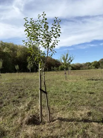 Foto treephoto-wz42ovwu13jh5t79dy4sew0x.jpeg