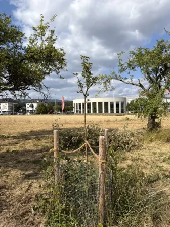 Foto treephoto-c27w6m0xwozt1j3g09rn5gbu.jpeg