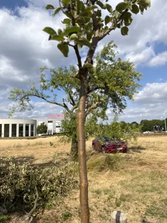 Foto treephoto-d0p9u6oi4rv0jf3l9nrs6w0y.jpeg
