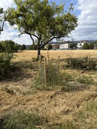Foto treephoto-yd1nzfk8q9clhncsopyu1ldf.jpeg