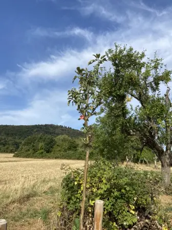 Foto treephoto-zv83m0bfadzs2vt4cyjq63rf.jpeg