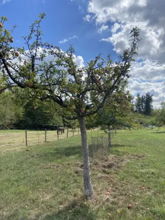 Foto treephoto-h2lpvzifydrdbpkpjrl24jdh.jpeg