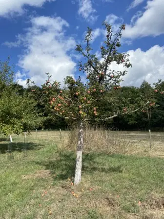 Foto treephoto-o9t3v95xugpgaqnxrkyzlt00.jpeg