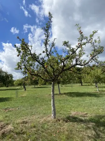 Foto treephoto-zpae66d4ms2y1g93apucunpc.jpeg