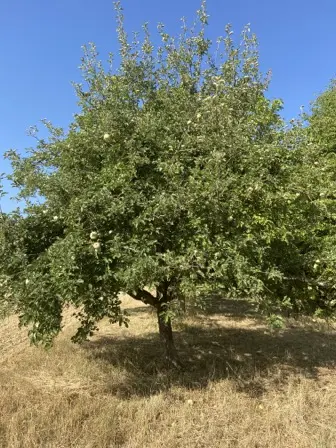 Foto treephoto-j1od9djy10apkbnpxqjsasnw.jpeg
