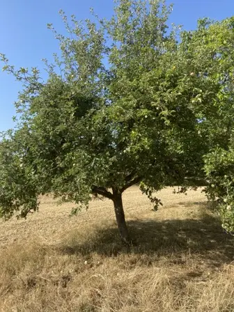 Foto treephoto-kyytt3q0vezxuz3zzah9xwuk.jpeg