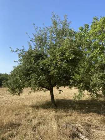 Foto treephoto-ll961uarr8v5bt6uvczuzq9m.jpeg