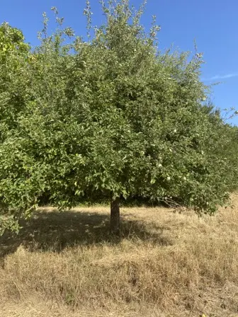 Foto treephoto-wtmsa0saytlhra2rppwb1fvc.jpeg