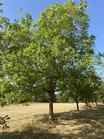 Foto treephoto-h4e7bxn2ad2fin6ukd437goc.jpeg
