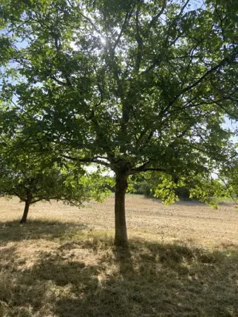 Foto treephoto-pnqq7ws0kfrvkqajpxnufocp.jpeg