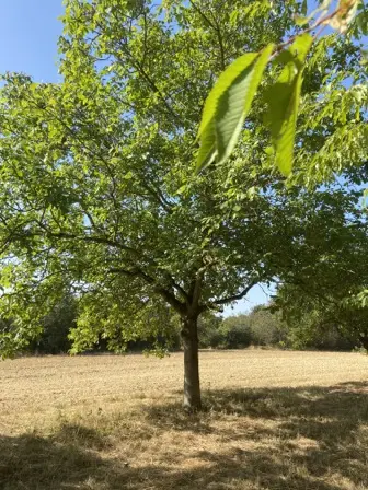 Foto treephoto-rgjrl8w65r13eldtaggp4wn1.jpeg