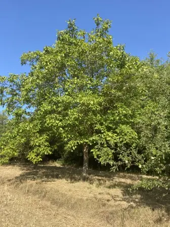 Foto treephoto-xmeey2zxigp09pkyggvr99pc.jpeg