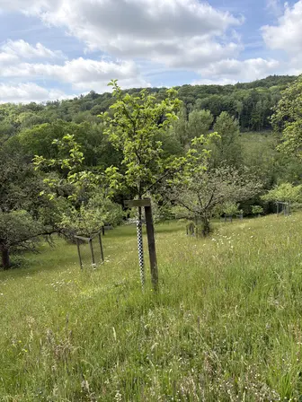 Foto treephoto-j0scfz9giyyv7p4y63mh5s5z.jpeg