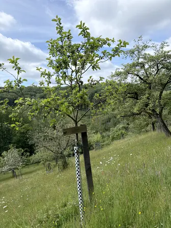Foto treephoto-jxn77o8viru6yp4it4v3xmnv.jpeg