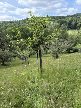 Foto treephoto-mr0o46x2wq7ma605yjc5ksbr.jpeg