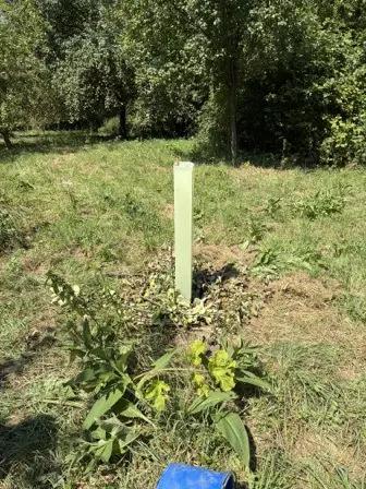 Foto treephoto-ceovdc0am3265kz4cfu8rkw7.jpeg