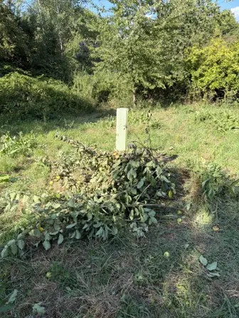 Foto treephoto-esthcb27tp5i7z4z4jib7pam.jpeg