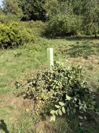 Foto treephoto-foz7knpelynx0kxm2jii78i3.jpeg