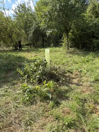 Foto treephoto-j2x9xuq3i1m4tuhbv95vecvx.jpeg
