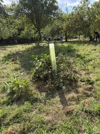 Foto treephoto-yyksdezore9sa92ybf170d9z.jpeg