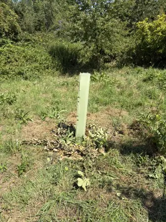 Foto treephoto-z8z9qjhudxm2ikv1vyp1pirk.jpeg