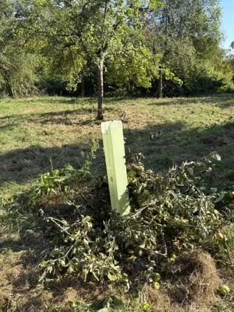 Foto treephoto-zciheenrvntv0oo1dsyzj1zl.jpeg