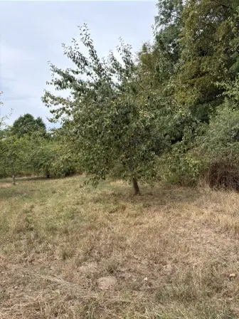 Foto treephoto-uszp71dgye9d2g9pcr4peoai.jpeg