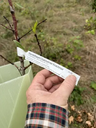 Foto treephoto-c1b6f5n1r2zwkpkwfag9a27s.jpeg