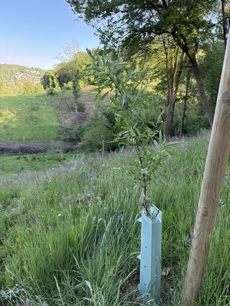 Foto treephoto-nddttvmb5b8tzpbau99lodn7.jpeg