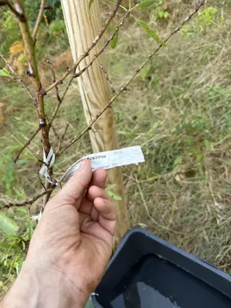 Foto treephoto-zv3756pf1orw9hlmogj4oh8x.jpeg