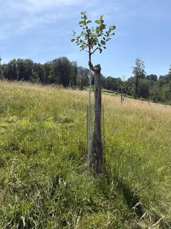 Foto treephoto-c2m9iypaqjbqfuih7jqyag82.jpeg