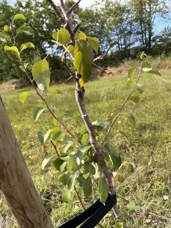Foto treephoto-fa9z6efj8t5m9o7e1mb7x3y8.jpeg