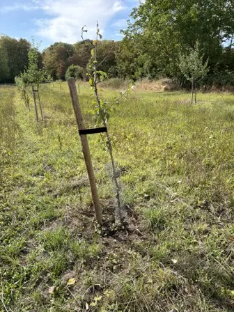 Foto treephoto-lh4gr2oy1j2haud19ndekz3u.jpeg