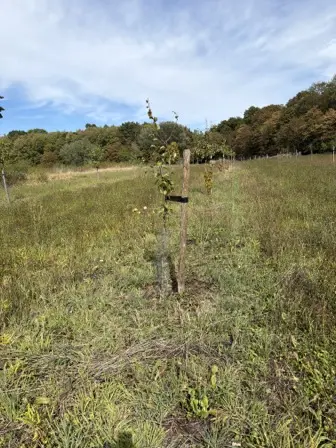 Foto treephoto-zcxar07ypj4un3cd1ullocld.jpeg