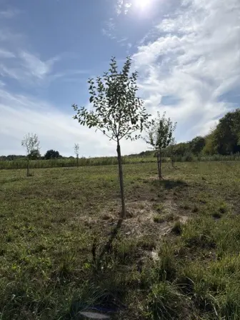 Foto treephoto-u8awfikbab05ybu709xtmmvh.jpeg
