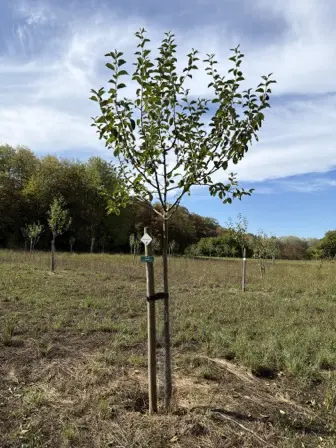 Foto treephoto-urmnsllwo3nxh6gms8o0gtjn.jpeg