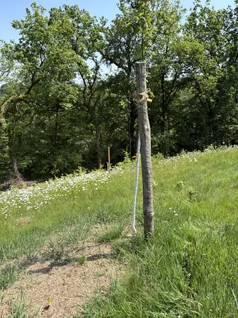 Foto treephoto-azsslzavwhurhmvs5is45z6c.jpeg