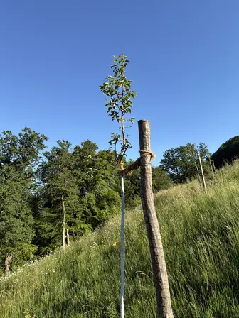 Foto treephoto-e8t20jsszooknw84l0akho4k.jpeg