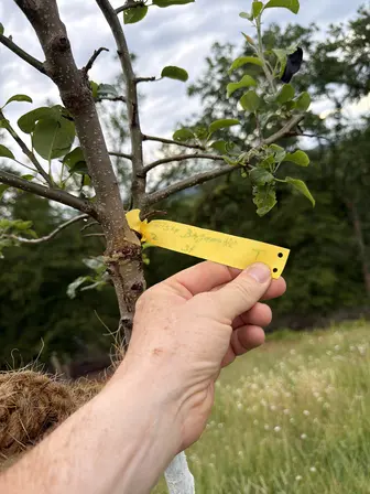 Foto treephoto-etgsitosynpr7hta4v72yivq.jpeg