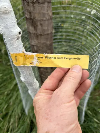 Foto treephoto-ftyc34wptm61mz2bi9ww4dut.jpeg