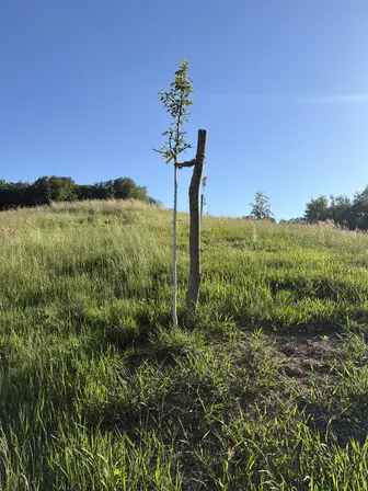 Foto treephoto-i24wa006yru7590m7ru4klew.jpeg