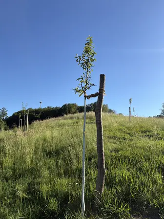 Foto treephoto-o7jkzvzz1tuoqjpd69x0d4nq.jpeg