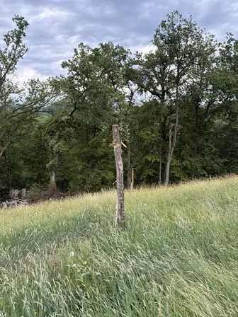 Foto treephoto-p52px8x2w8sz0mxv2z6suri8.jpeg
