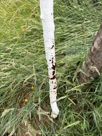 Foto treephoto-x8k7u4s2khzevp2nuvea3n8j.jpeg