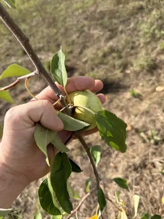 Foto treephoto-b09jflfm8mnafwhxaljmopov.jpeg