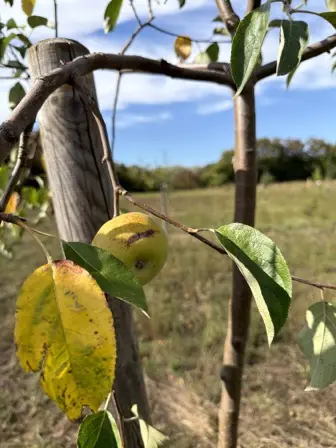 Foto treephoto-cnh284qcv7x6m0whfcphef0i.jpeg