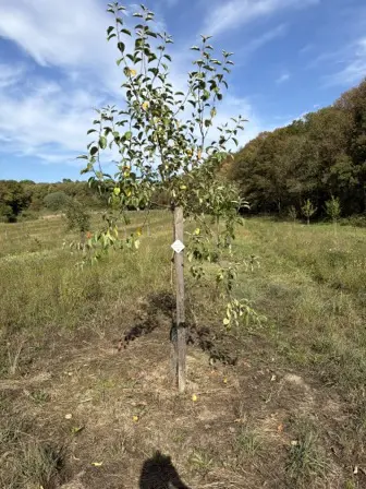 Foto treephoto-ywyd2nqfoajxgqxm2fs6a8k7.jpeg