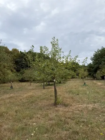 Foto treephoto-v7c2hupype2u3coemdl1r5xh.jpeg