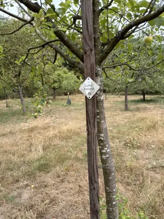 Foto treephoto-x9zmtrm8w70phih5uhie13ma.jpeg